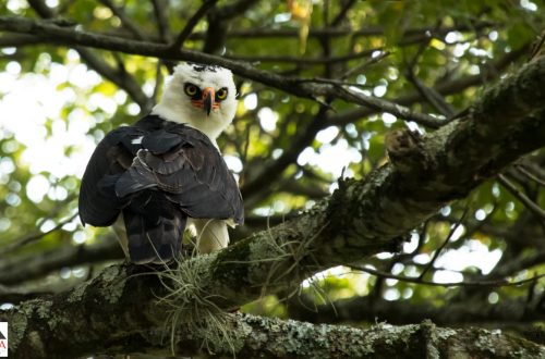Aguila Blanquinegra en árbol
